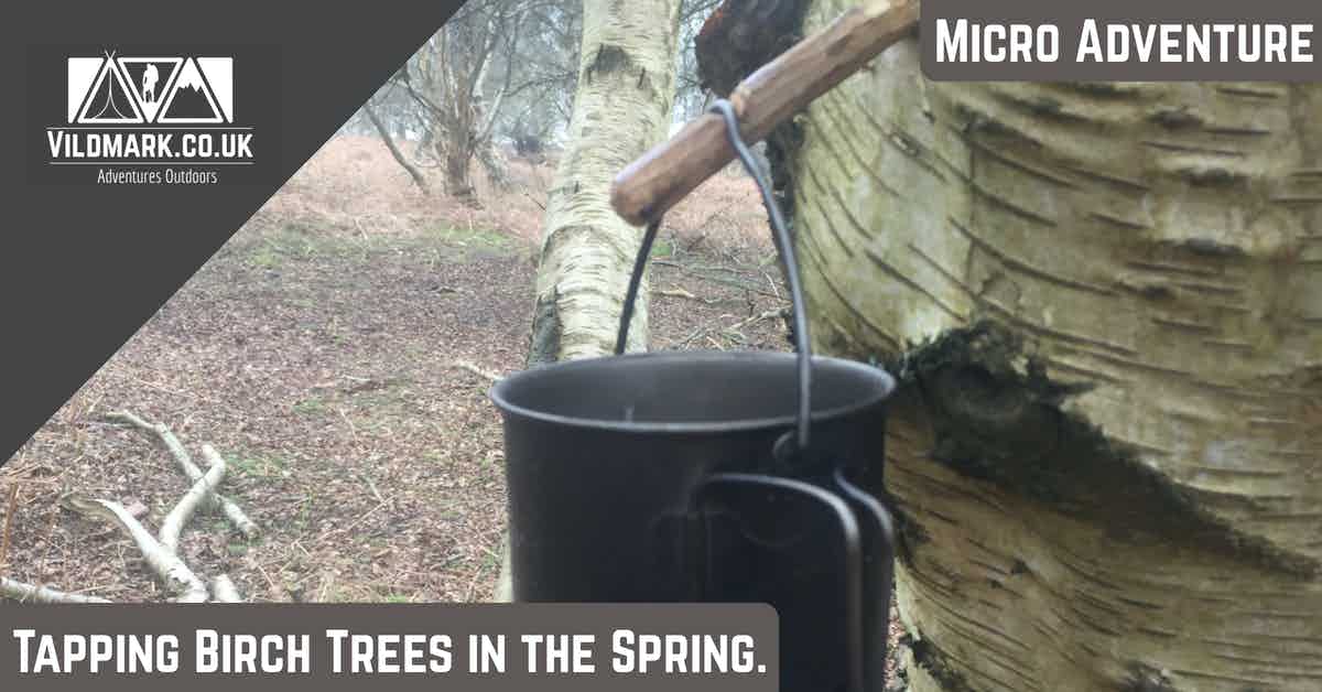 Tapping Birch Trees in the spring
