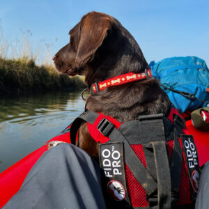 packrafting with dogs
