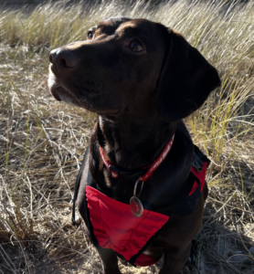 Fido Pro Panza dog rescue harness