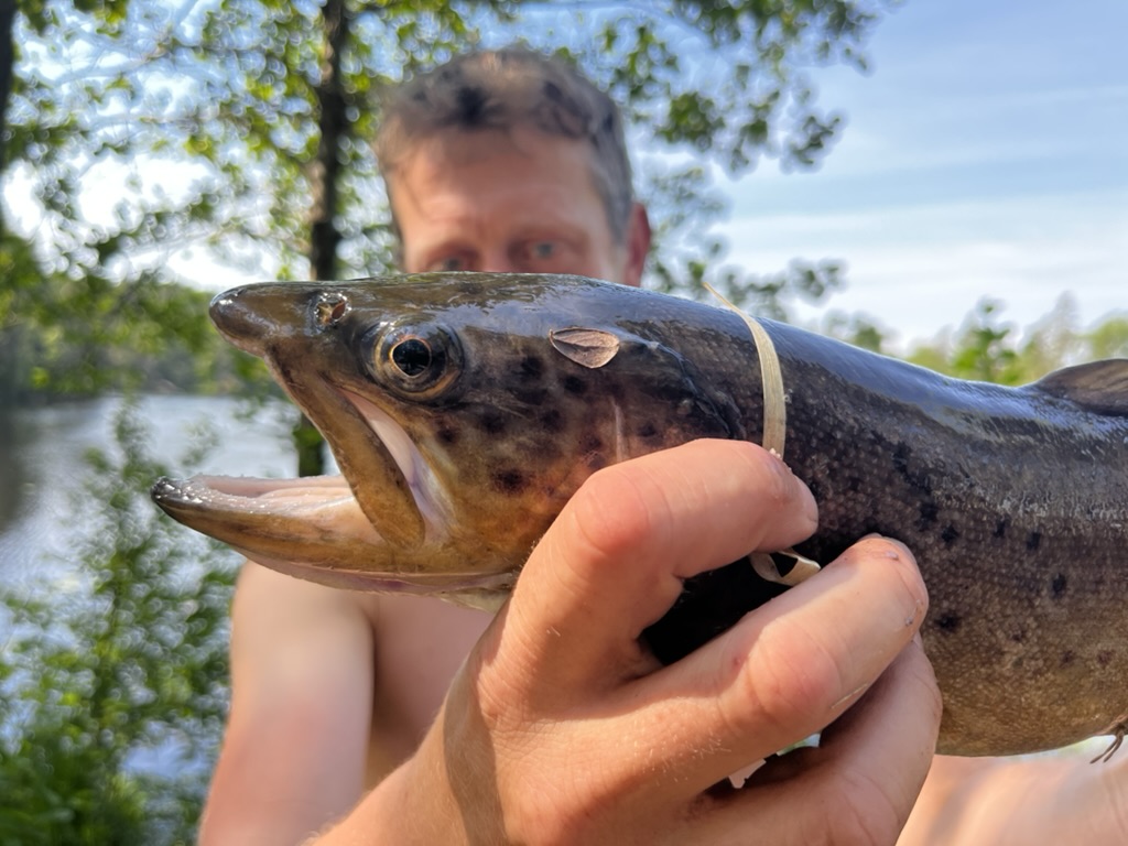 wild brown Glaskogen trout