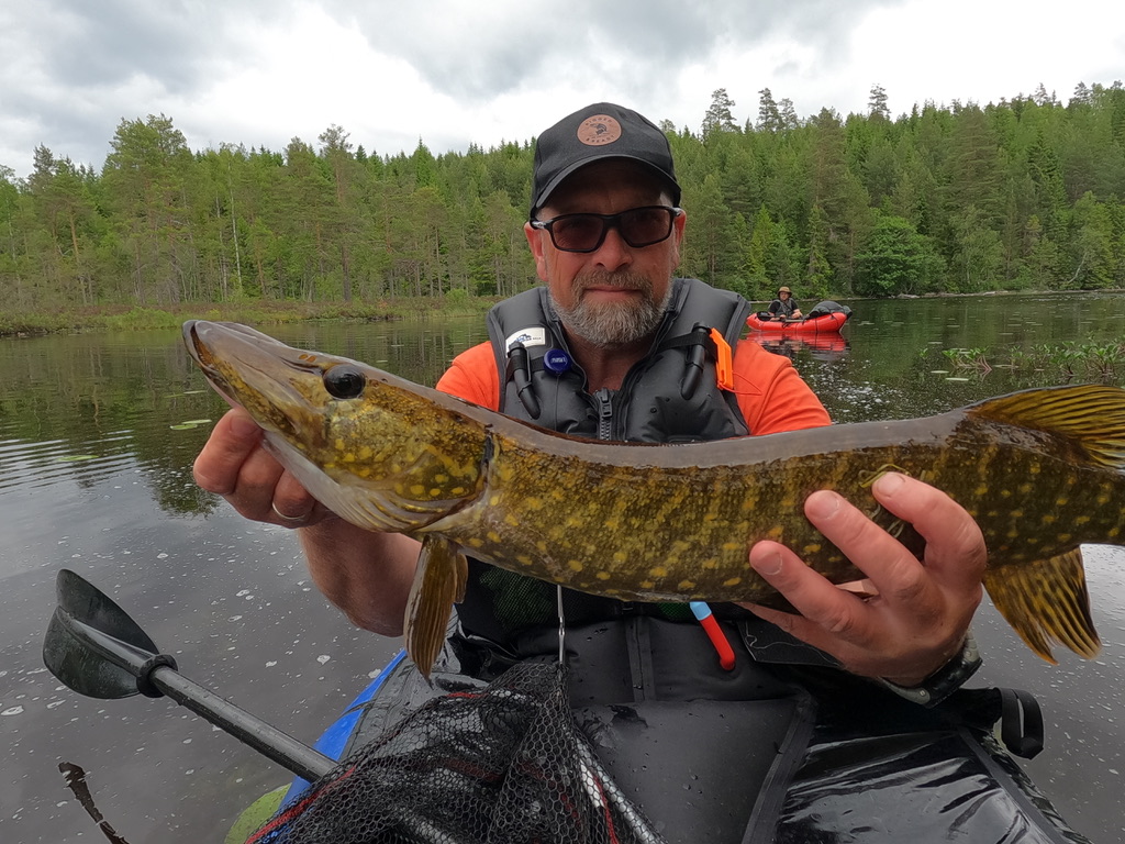 Pike are a very common fish in Glaskogen
